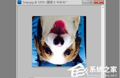 ps怎么旋轉(zhuǎn)圖片？Photoshop旋轉(zhuǎn)圖片教程