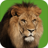 動物紀(jì)錄片APP